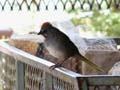 Bryce Canyon - Green-tailed Towhee